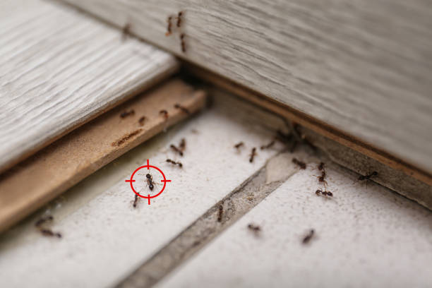 Best Cockroach Control Services  in Rahway, NJ