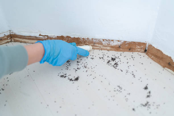 Best Flea Control Services  in Rahway, NJ